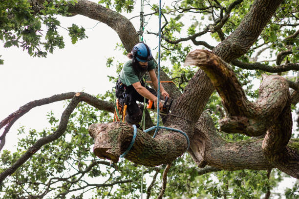 Best Palm Tree Trimming  in Fairview Shores, FL