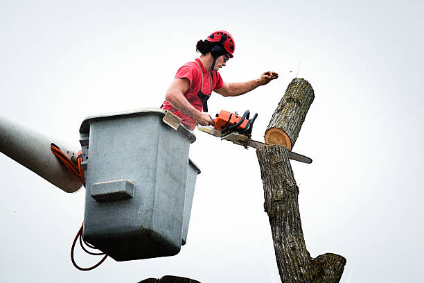 Best Emergency Tree Removal  in Fairview Shores, FL